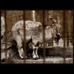 <b>:.LÁSKA A JINÁ NÁSILÍ.: