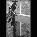 Naděj umírá poslední ...