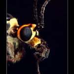 Copak je to za hmyzaka?.o)