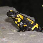 Lokalita \"Mlokalita\"