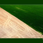 <b>úhlopříčka polní</b>