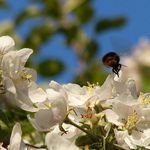 Čmelák na jabloni