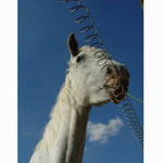 Za železnou oponou ....