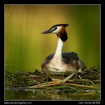 Mamka roháčová  :-)