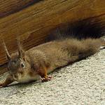 Táhni pryč ty pse !!!