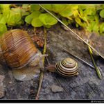 Vetřelče! Teď tě dostanu!