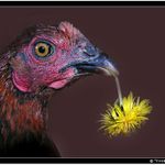 Kytička? Pro mě? Děkuji kohoutku  :-)