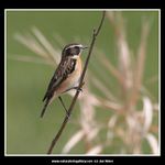 Bramborníček hnědý