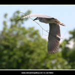 Při cestě ke hnízdu