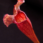 <b>sarracenia mitscheliana</b>