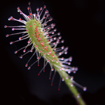 <b>drosera madagascariensis</b>