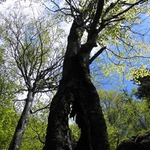 Děravý strom