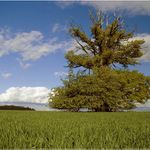 staletý strážce Borku