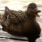 (novinářská) kachna