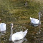 Tři grácie a ošklivé kačátko