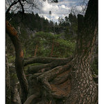 Prachovské skály II