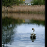 Labutí "jezero"
