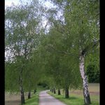 Jedna bříza, druhá bříza...