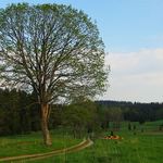 Květnový podvečer v Novohradských horách