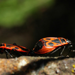 Jeden hot a druhy ...