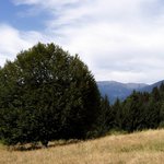 --- Památný strom ---