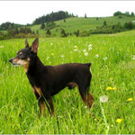 MY DOG