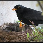 kdo zaváhá NEŽERE...