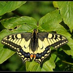 Otakárek Fenyklový