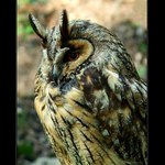 .:: Kalous ušatý ::.