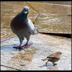 Počkej smrade až tě chytnu !!