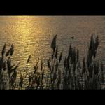 tam před vodou v rákosí