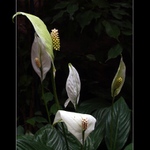 Dotkni se mě, kouzlo.....