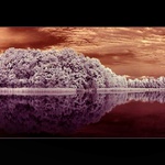 Infra rybnicek co mi roste za domem :o)