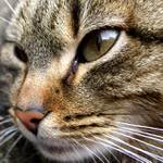 <b> ... šelma ...</b>