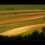 Vínečko bílé,  vínečko rudé...