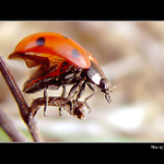 - Beruska pro berusky -