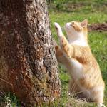 ..::Hop na strom::..