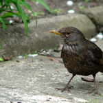 Podle nosa poznas kosa!