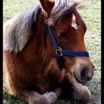 > ODPOLEDNÍ SIESTA II <