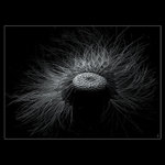 ...plešatec... (...kolem nás...)