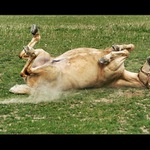 ....poškrabkání....