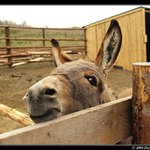 KDO je tady vlastně OSEL?