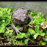 Ropucha