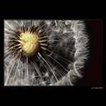 <b>... Púpavka ... </B><br>