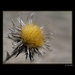 <b>... Bodliak ...</b><br>