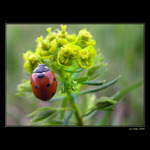 <b>... Lienka ...</b><br>