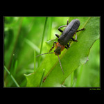 <b>... BIG and small ... </B><br>