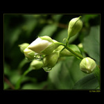 <b>... Slzy ... </B><br>