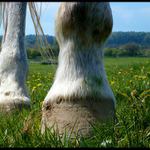 .....kopýtkem sem, kopýtkem tam.....