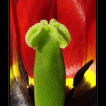 ::: colors of tulip :::
